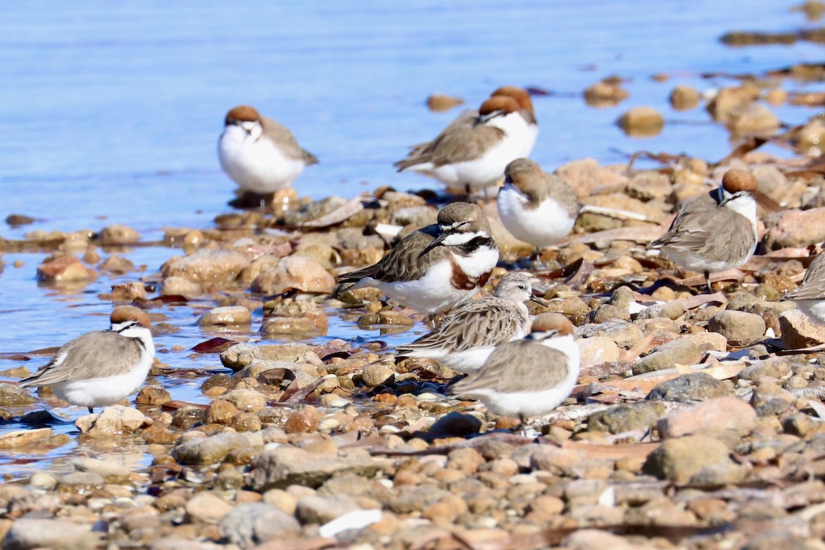 Double-banded Plover - ML637868401