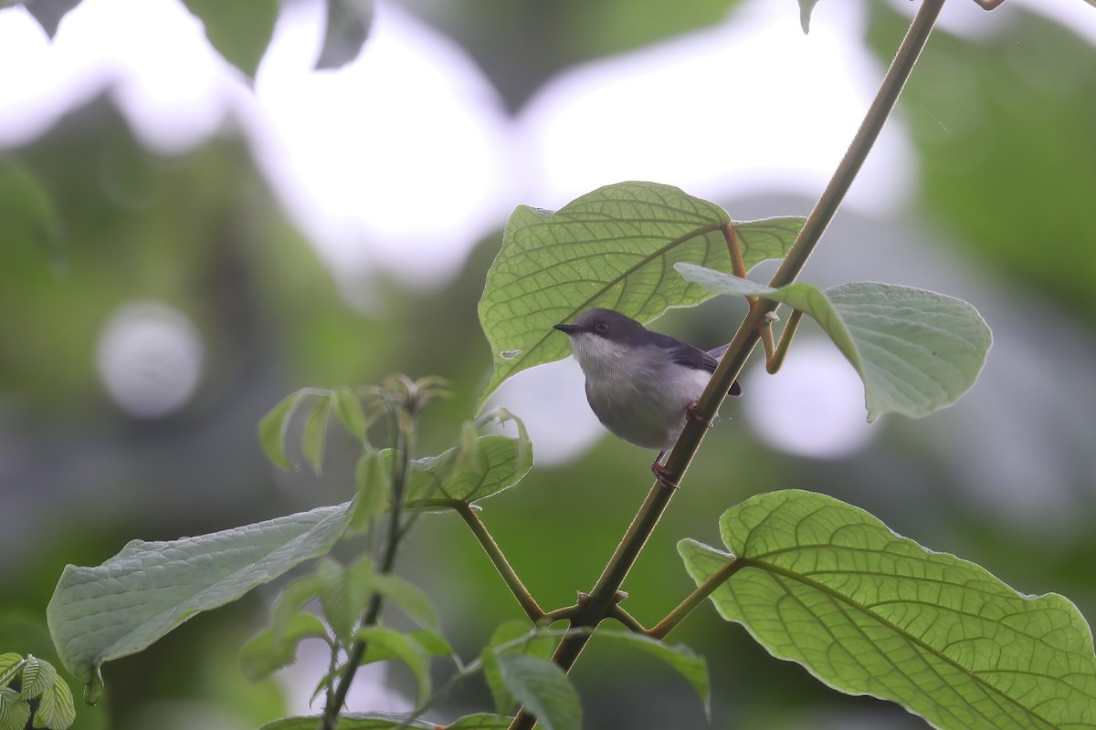 Gray Apalis - ML637868402