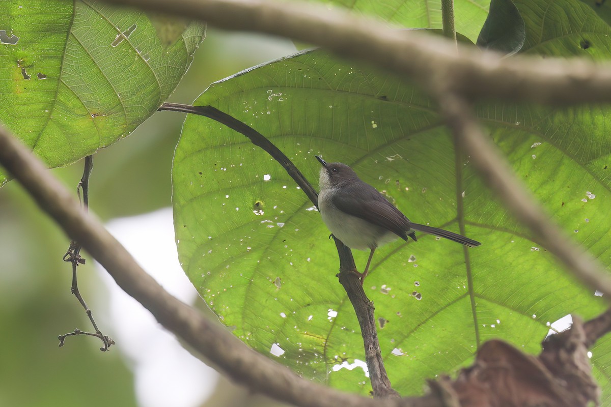 Gray Apalis - ML637868403