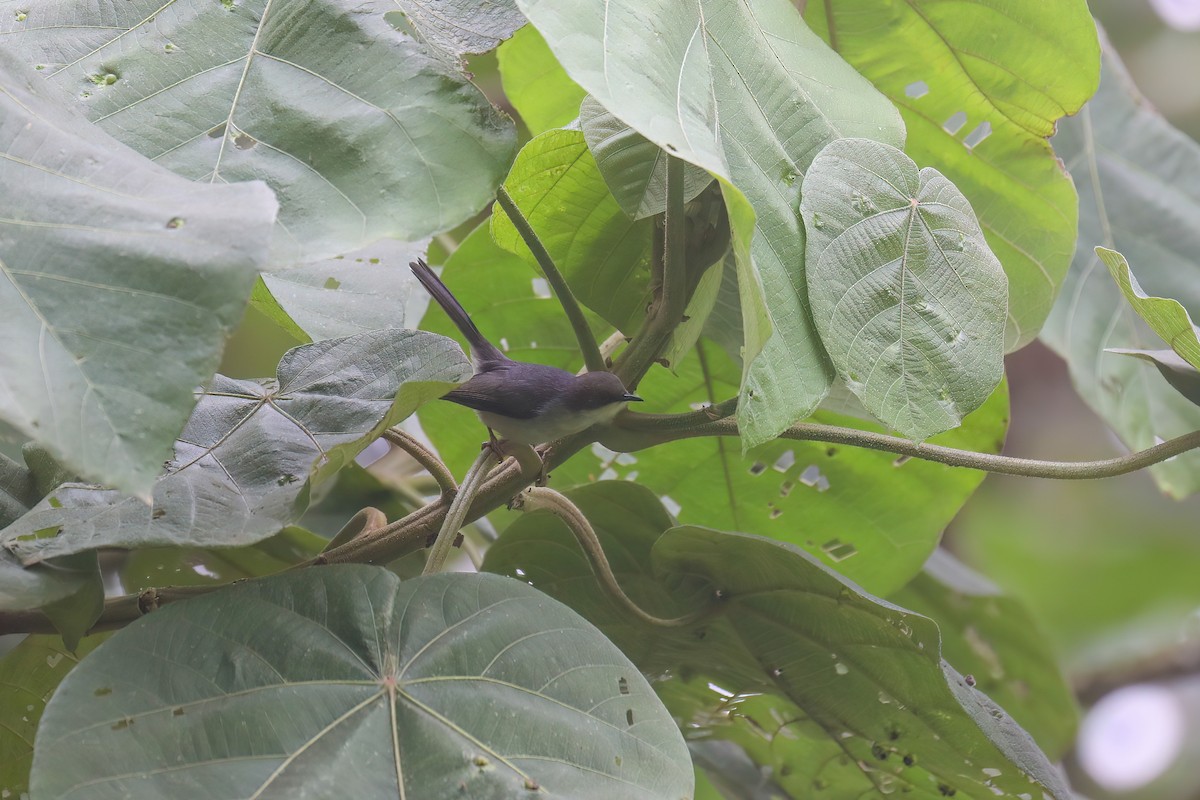 Gray Apalis - ML637868404