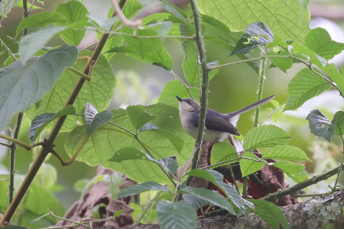 Gray Apalis - ML637868405