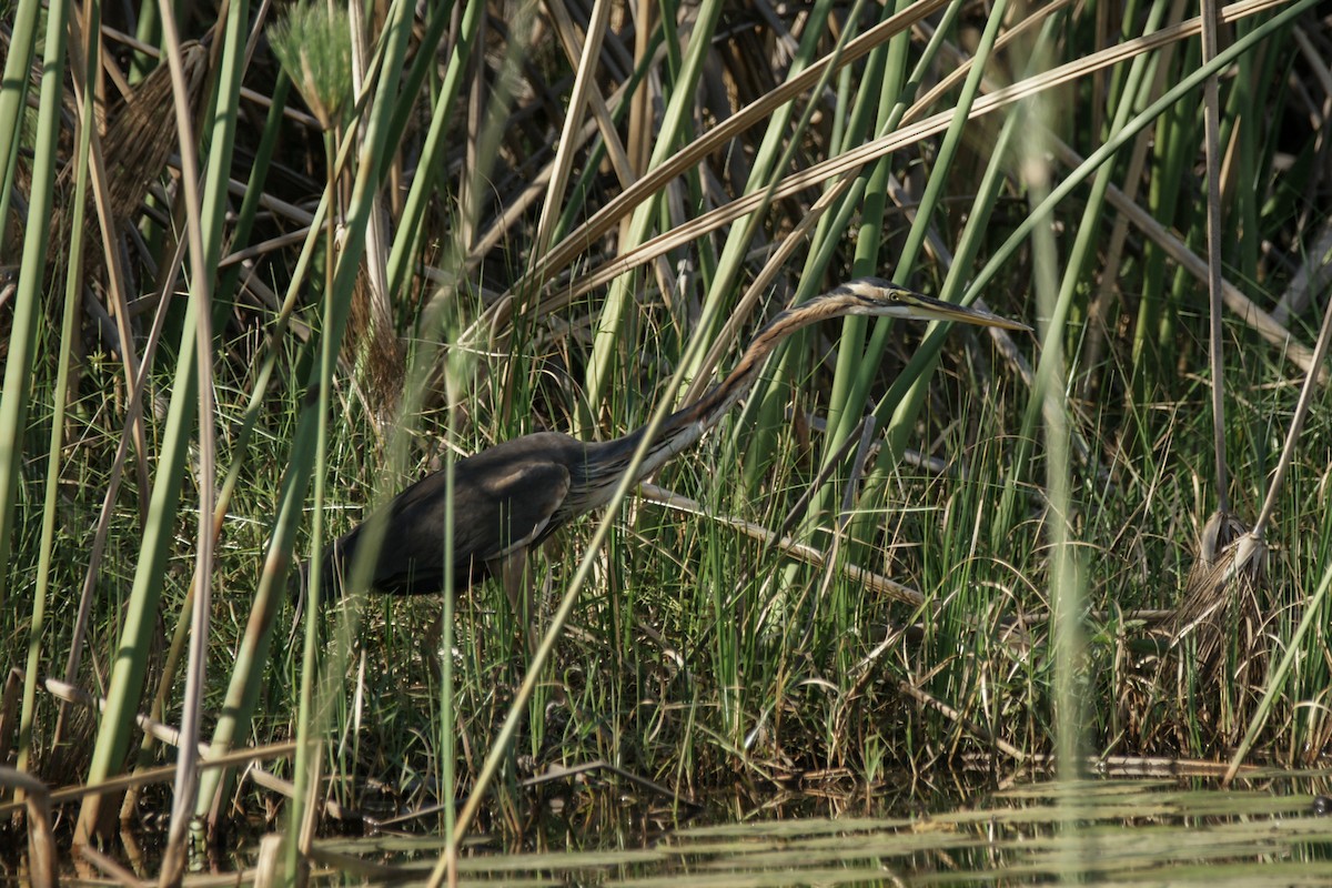 Purple Heron - ML637868406