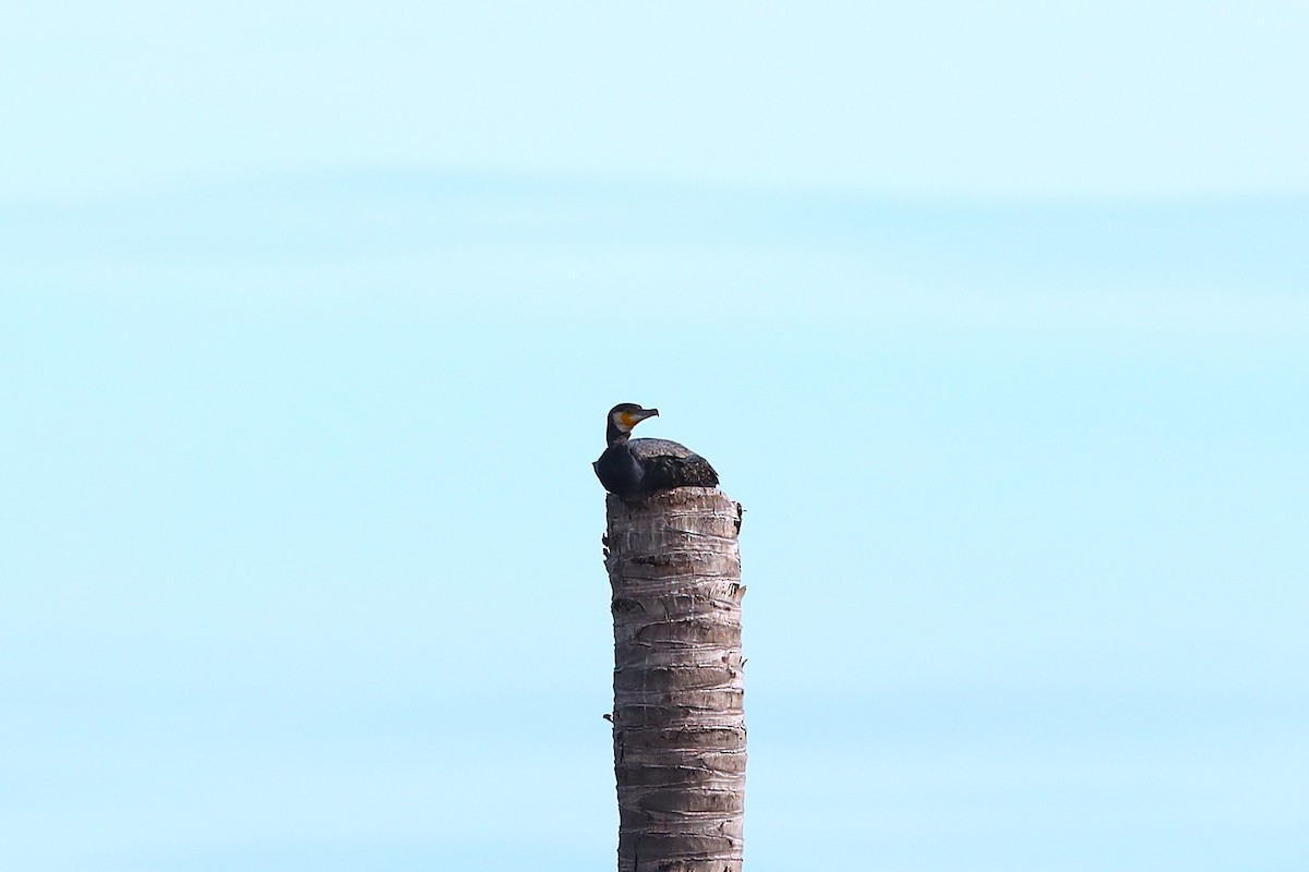 Great Cormorant - ML637868407