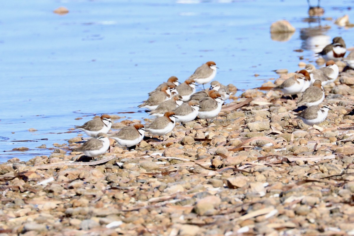 Red-capped Plover - ML637868410