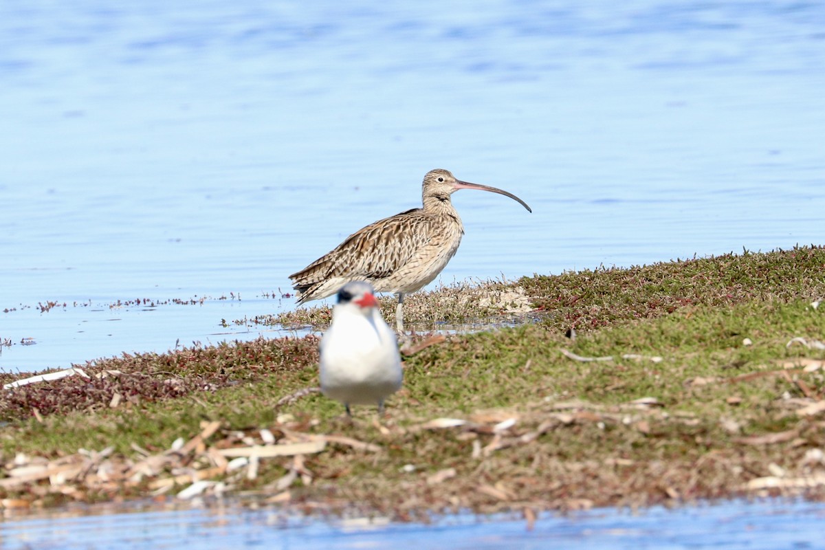 Far Eastern Curlew - ML637868411