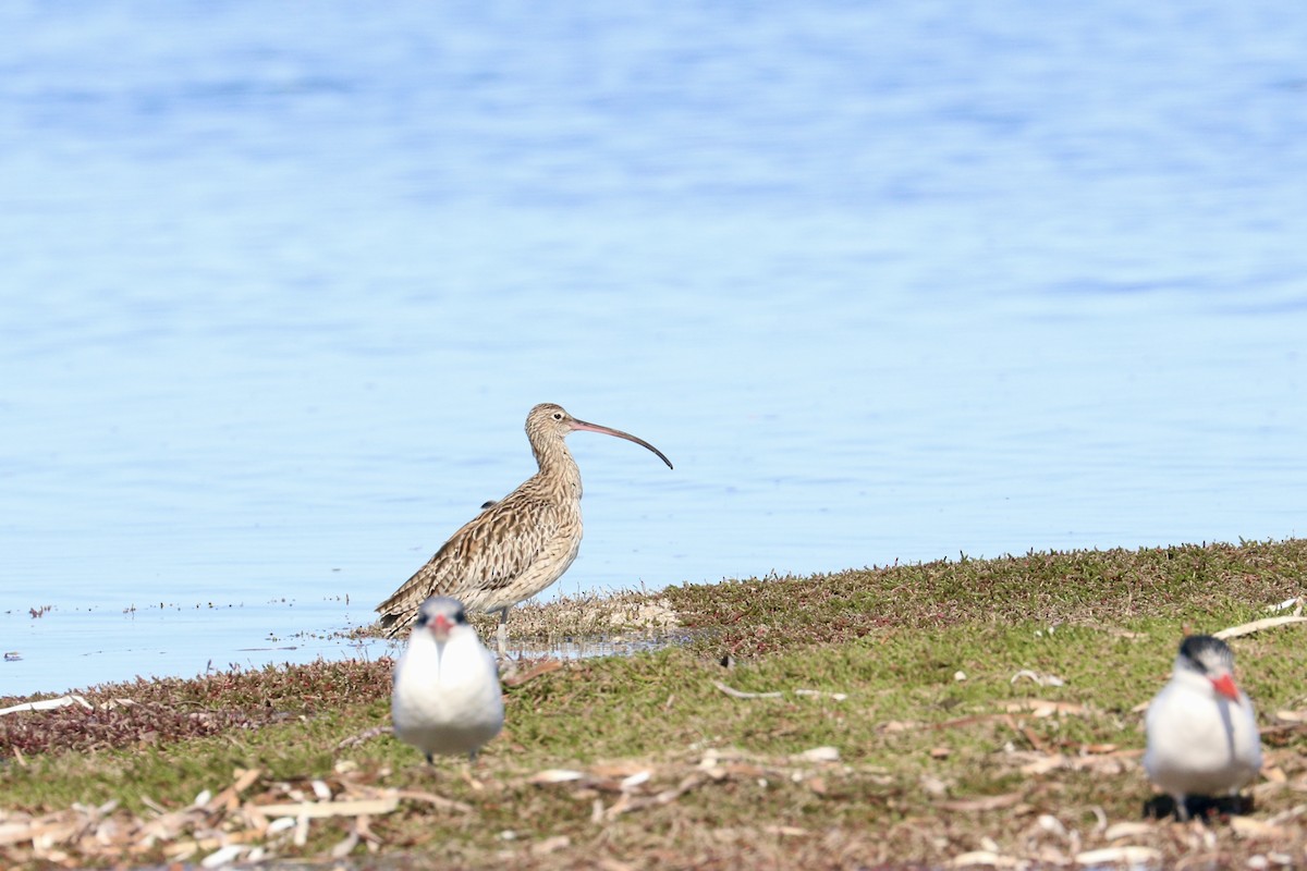 Far Eastern Curlew - ML637868412