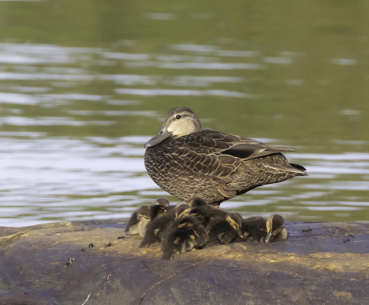 American Black Duck - ML637868413