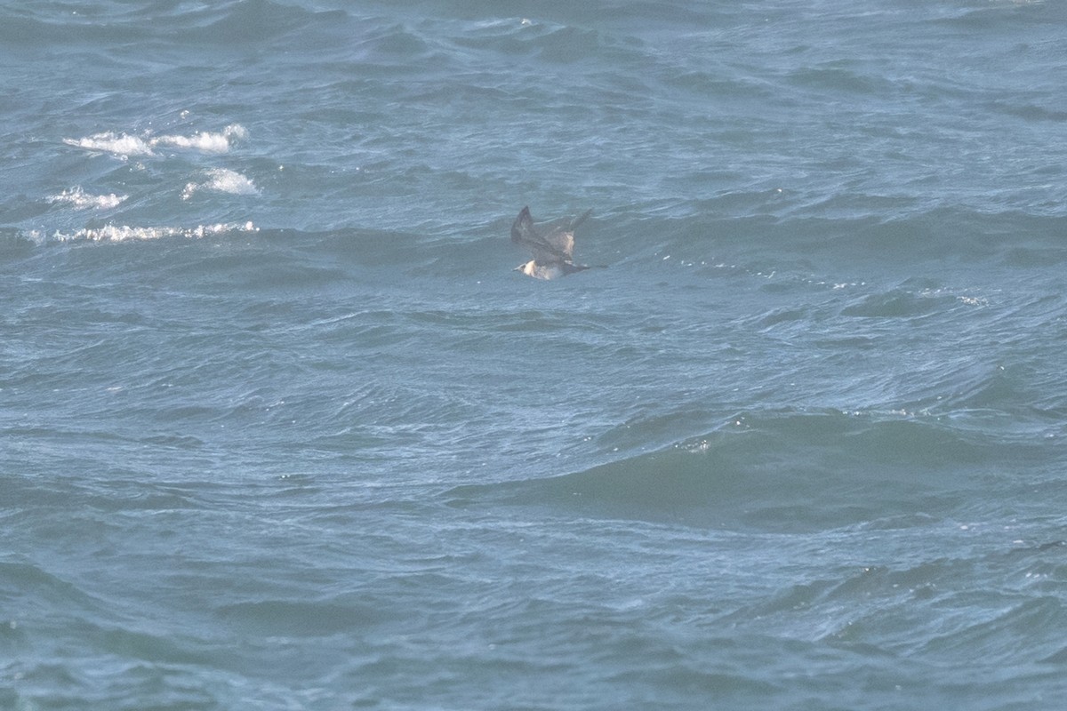 Pomarine Jaeger - ML637868428