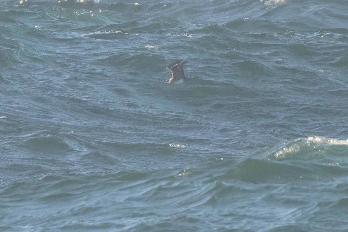 Pomarine Jaeger - ML637868430