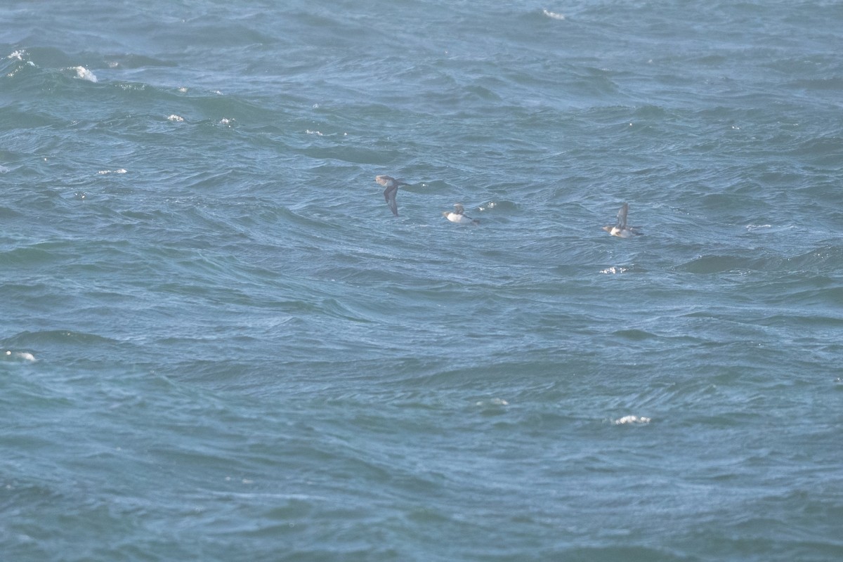 Pomarine Jaeger - ML637868431