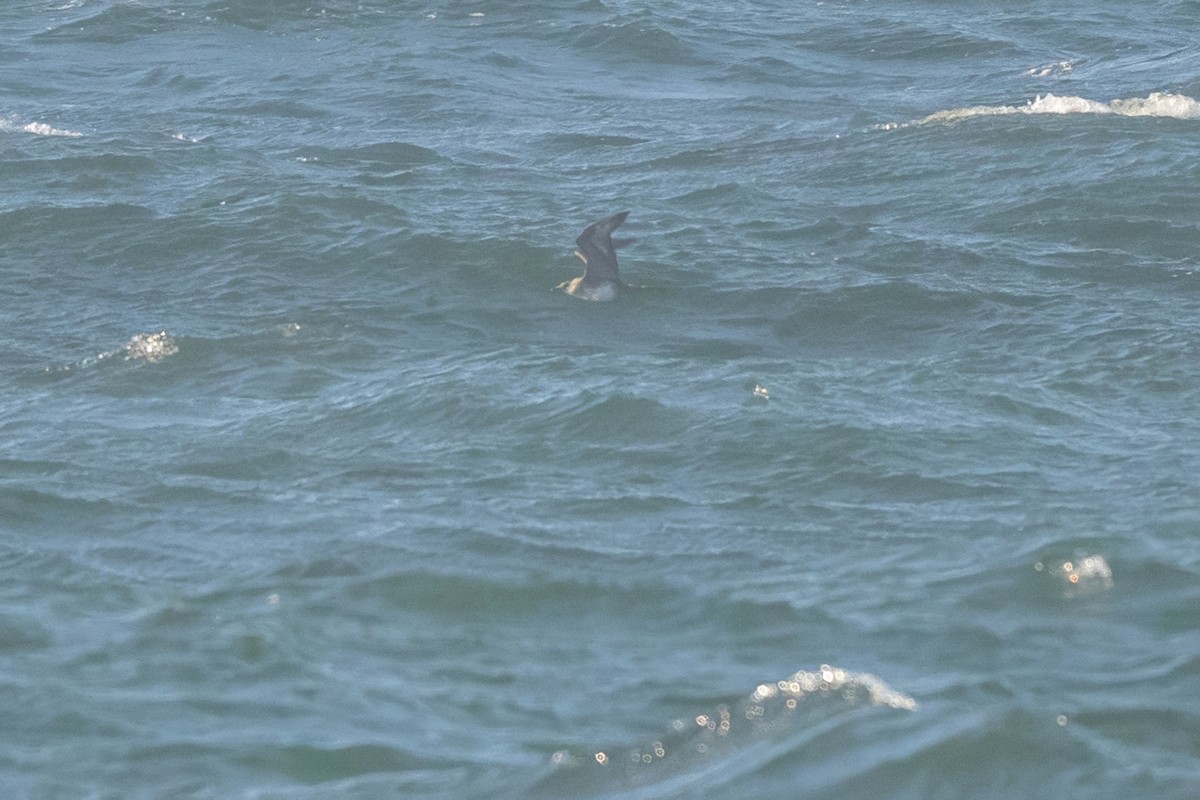 Pomarine Jaeger - ML637868432