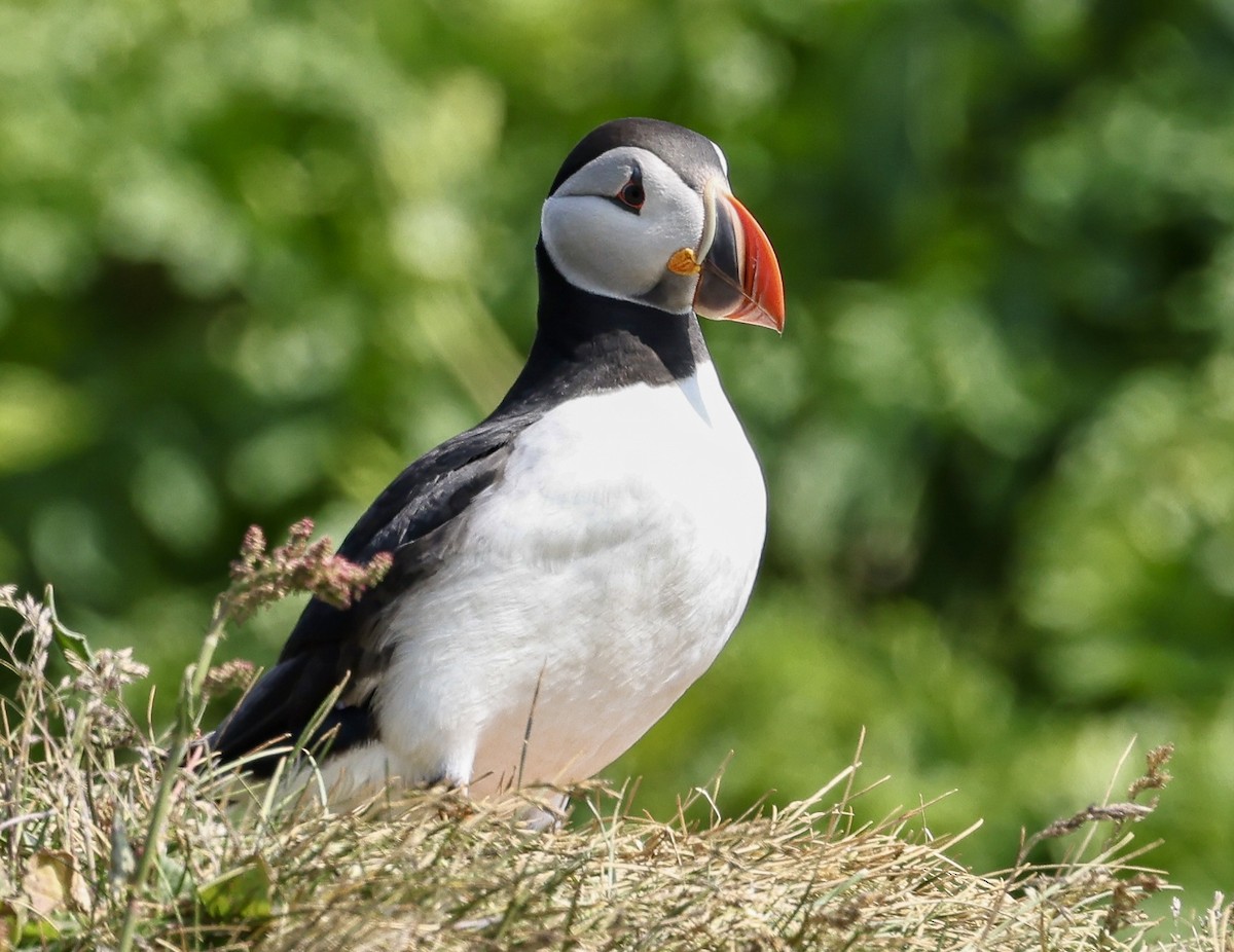 Atlantic Puffin - ML637868434