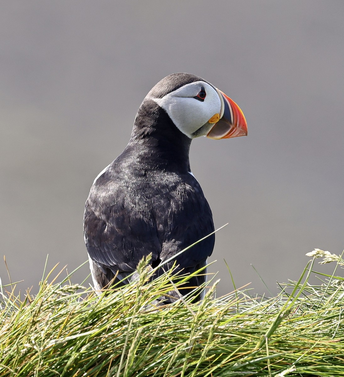 Atlantic Puffin - ML637868435