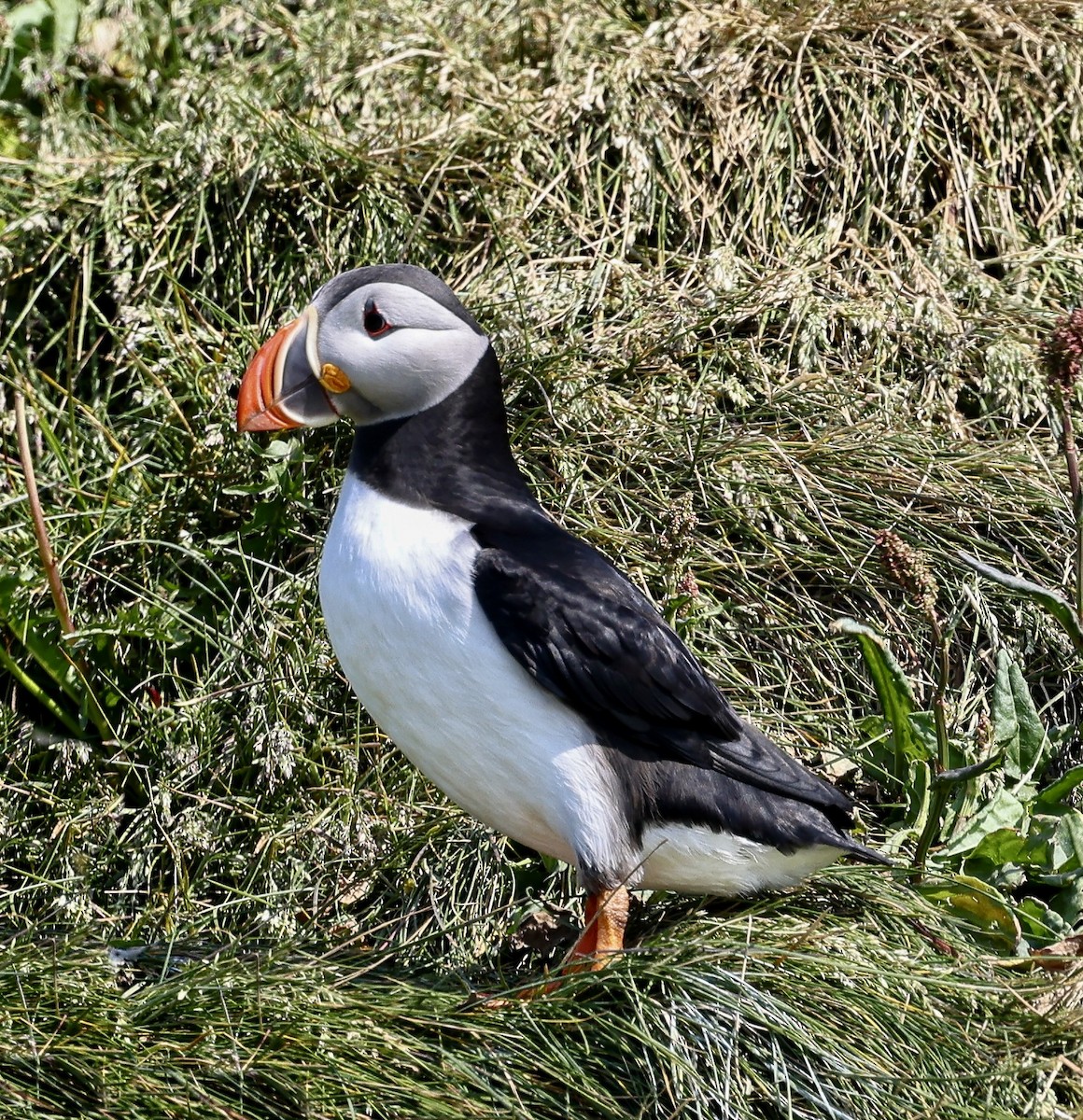 Atlantic Puffin - ML637868436