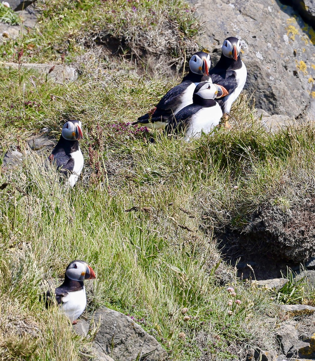 Atlantic Puffin - ML637868437