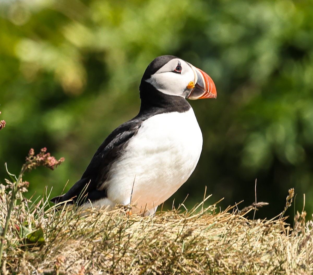 Atlantic Puffin - ML637868438