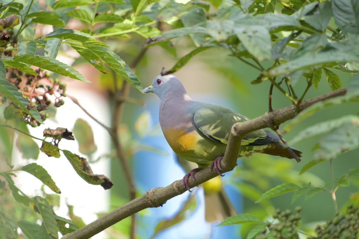 Pink-necked Green-Pigeon - ML637868439