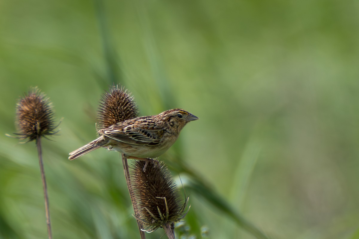Grasshopper Sparrow - ML637868442
