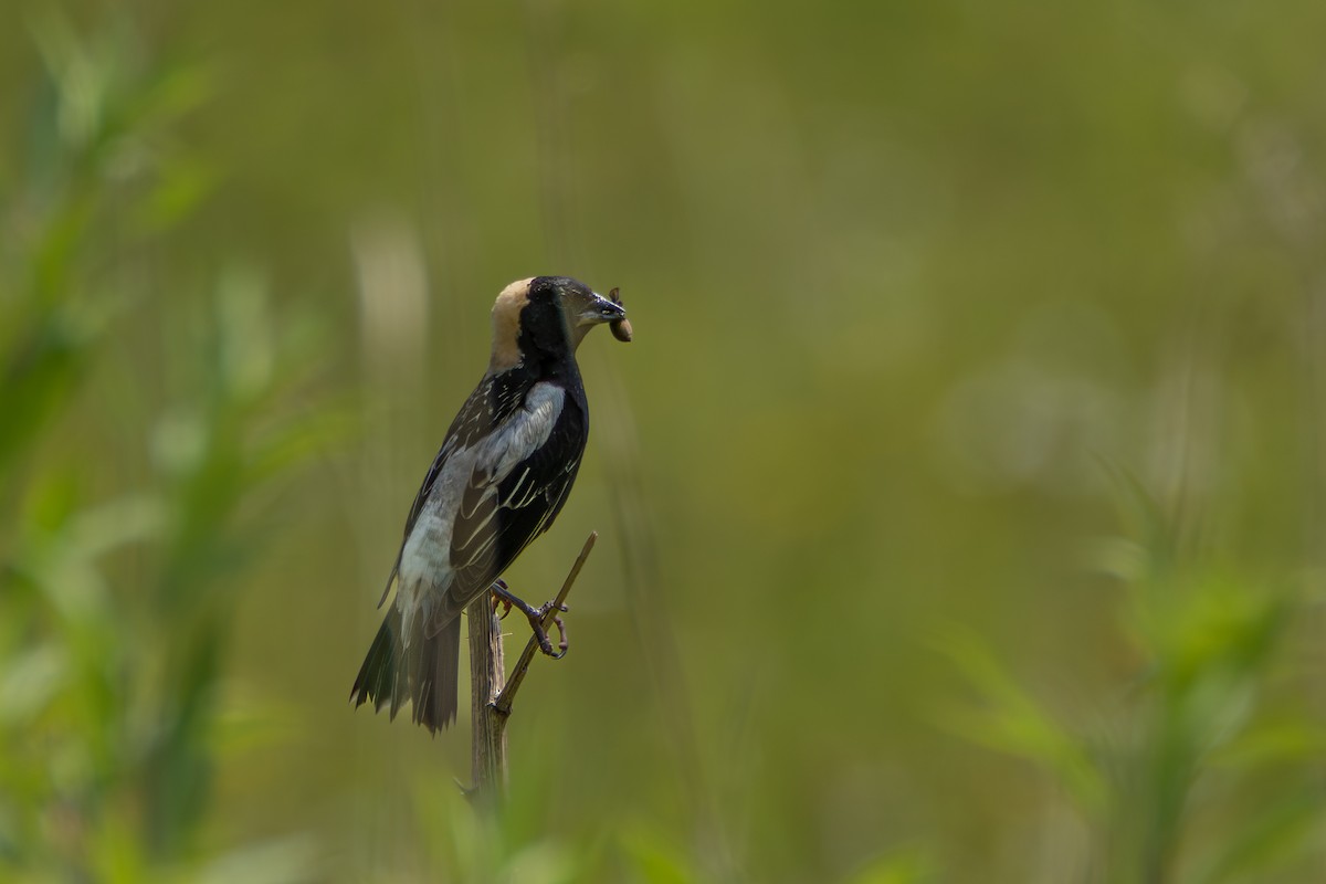 Bobolink - ML637868445