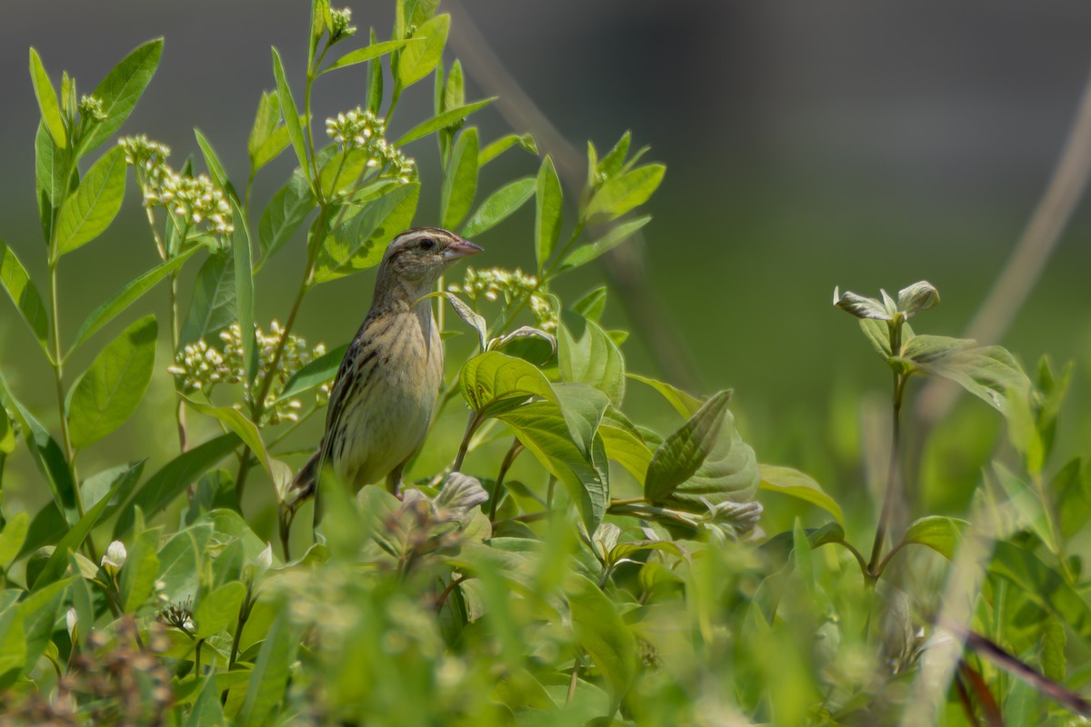 Bobolink - ML637868447