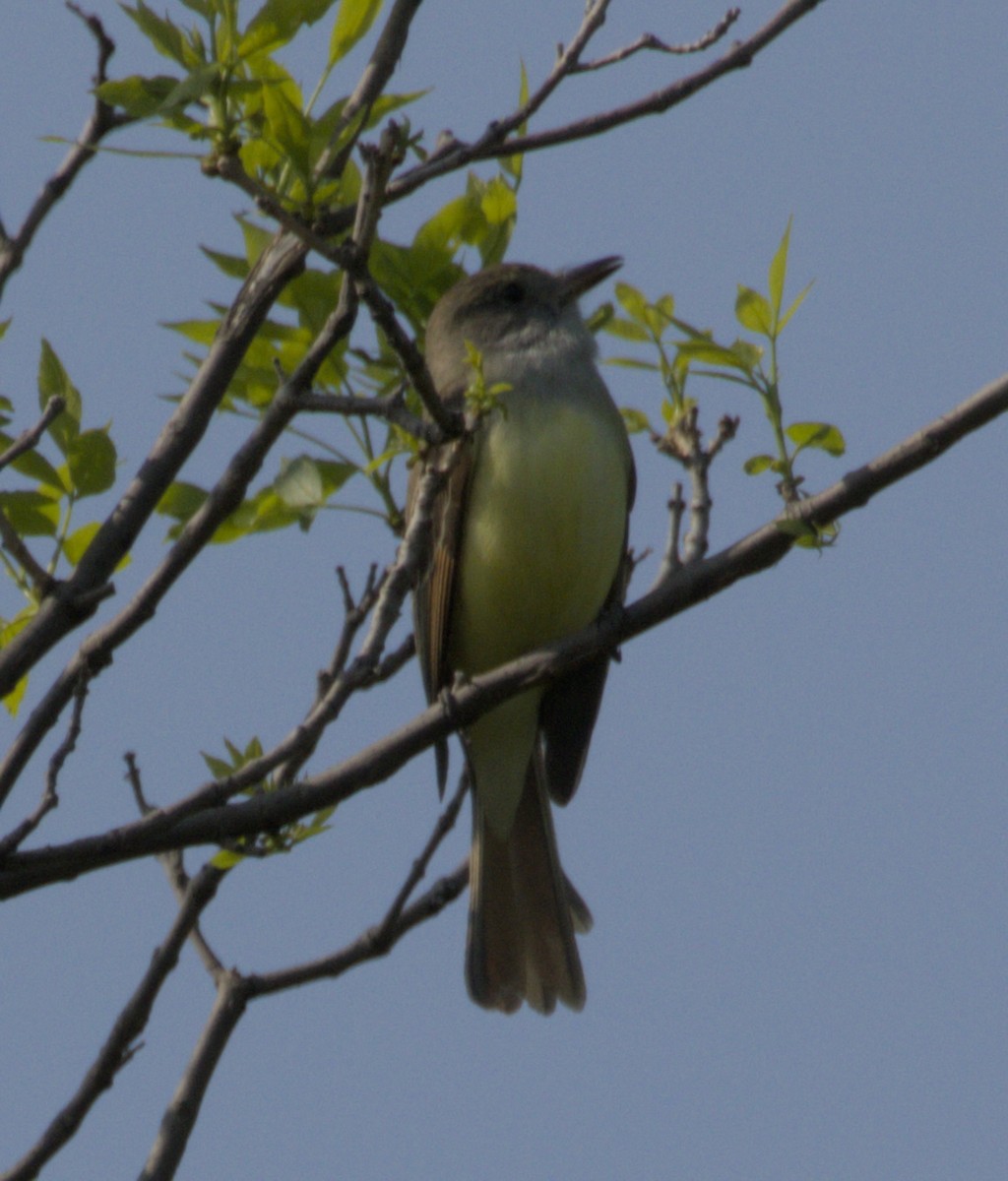 Great Crested Flycatcher - ML637868448