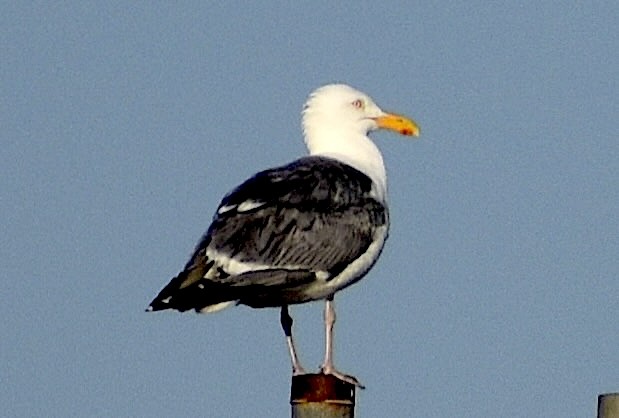 Great Black-backed Gull - ML637868461