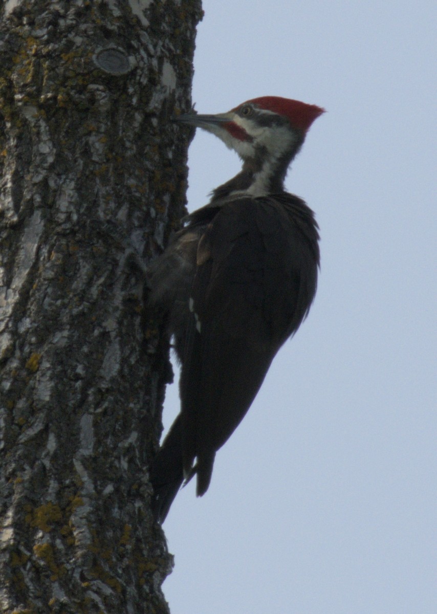 Pileated Woodpecker - ML637868463