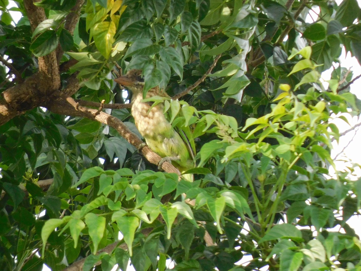 White-cheeked Barbet - ML637868464