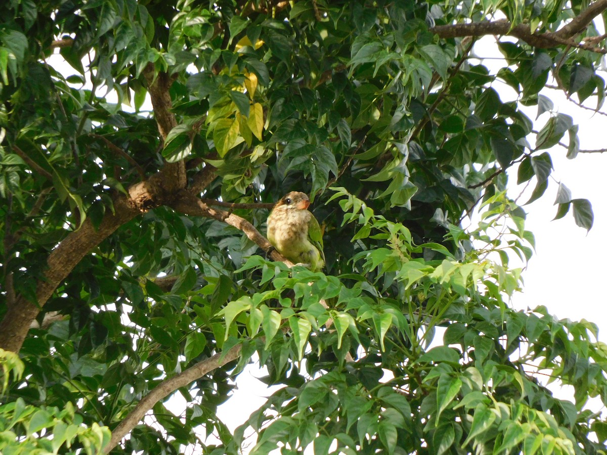 White-cheeked Barbet - ML637868465