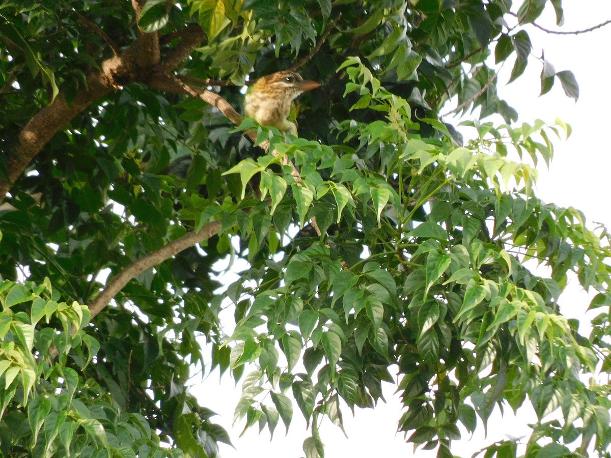 White-cheeked Barbet - ML637868466