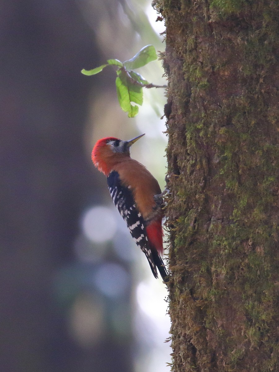 Rufous-bellied Woodpecker - ML637868467
