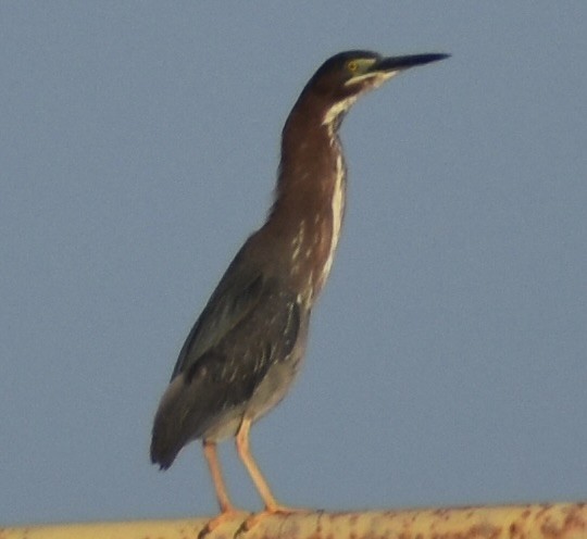 Green Heron - ML637868469