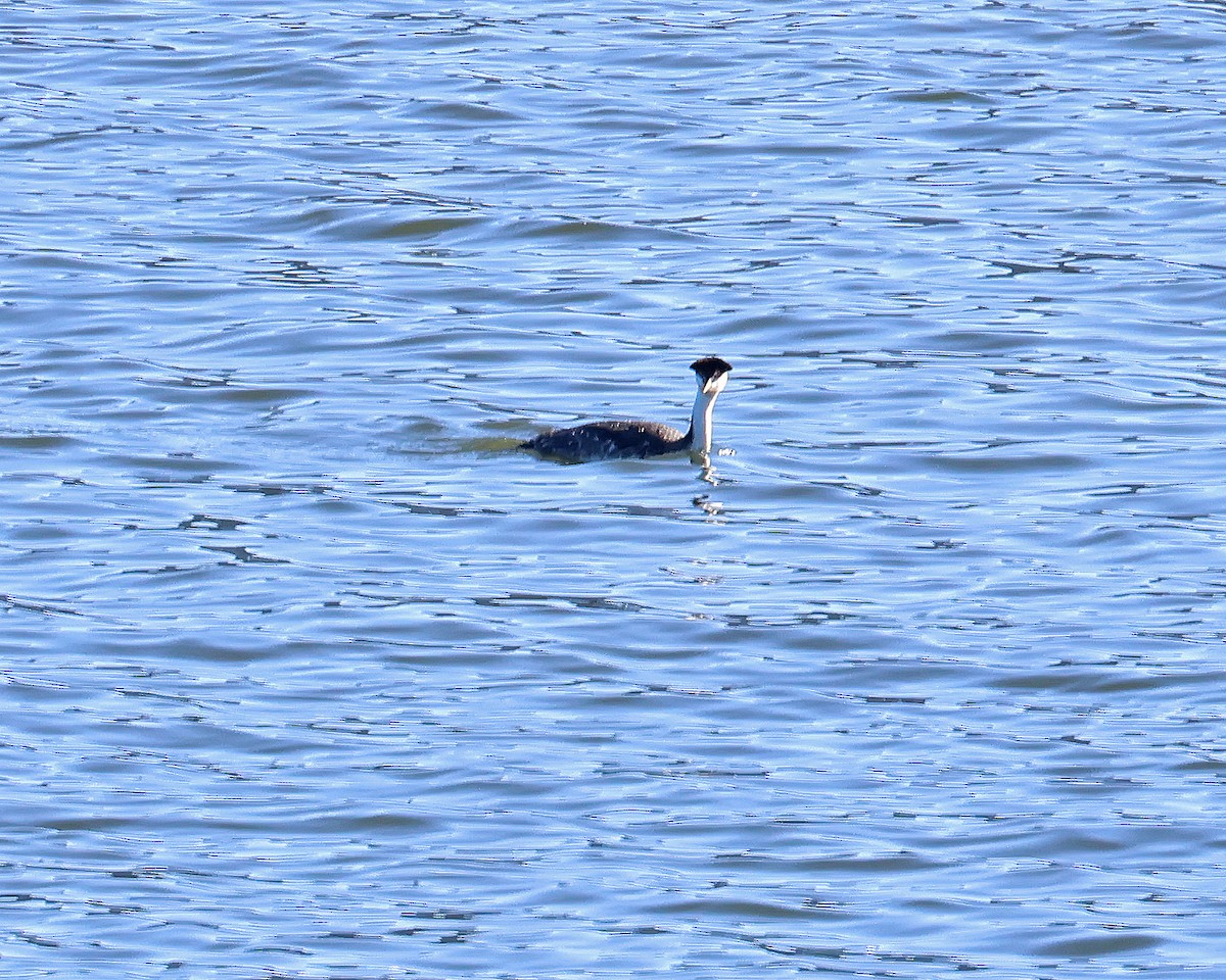 Western Grebe - ML637868471