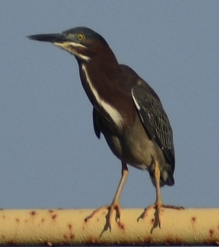 Green Heron - ML637868473