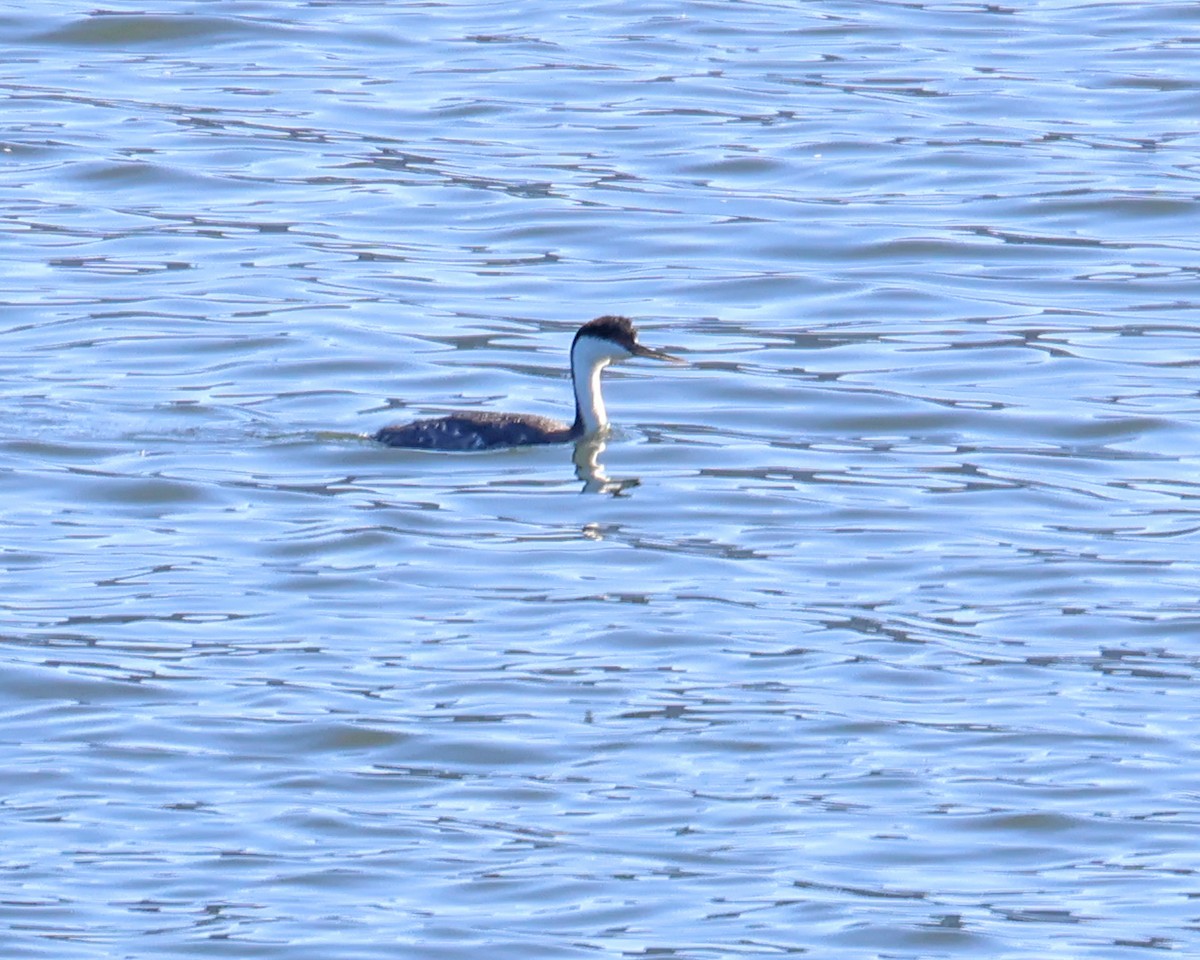 Western Grebe - ML637868474