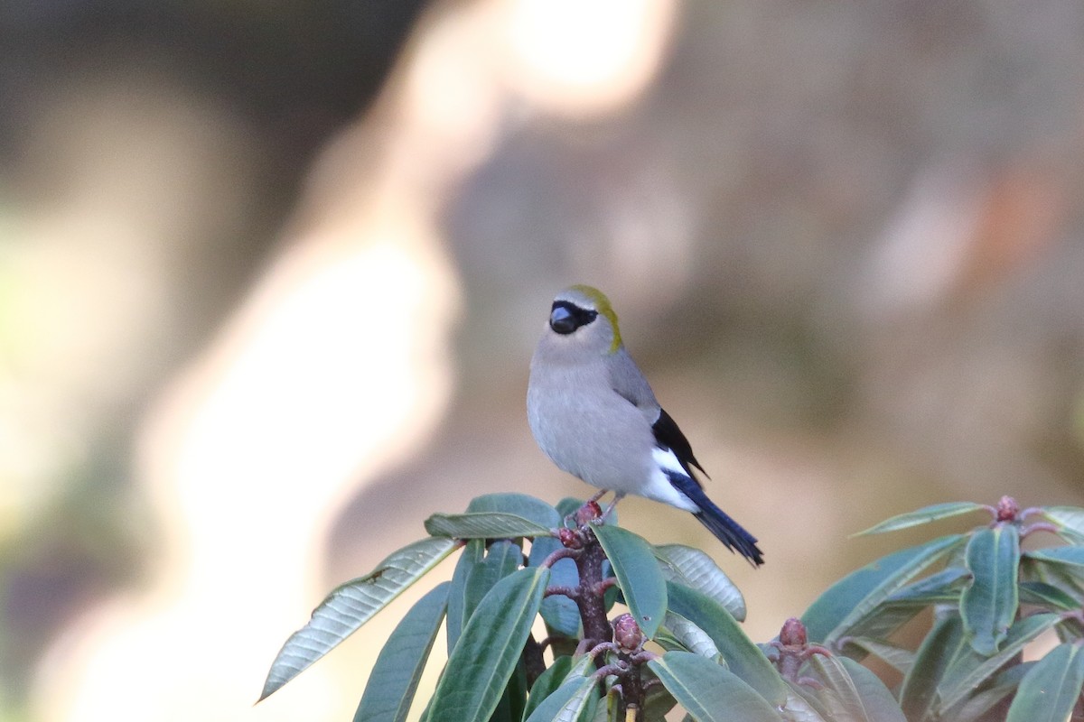 Red-headed Bullfinch - ML637868477