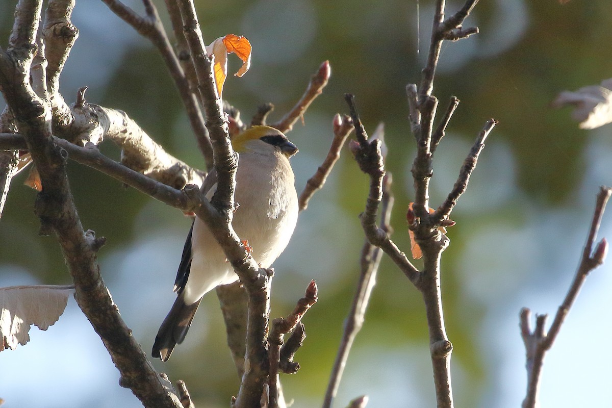 Red-headed Bullfinch - ML637868478