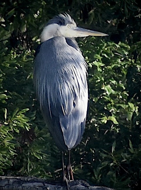 Great Blue Heron - ML637868481