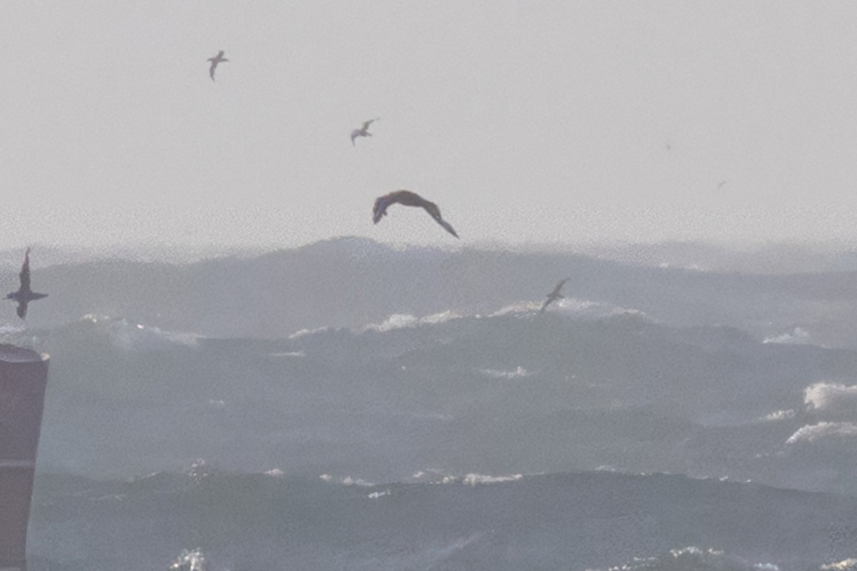 South Polar Skua - ML637868482
