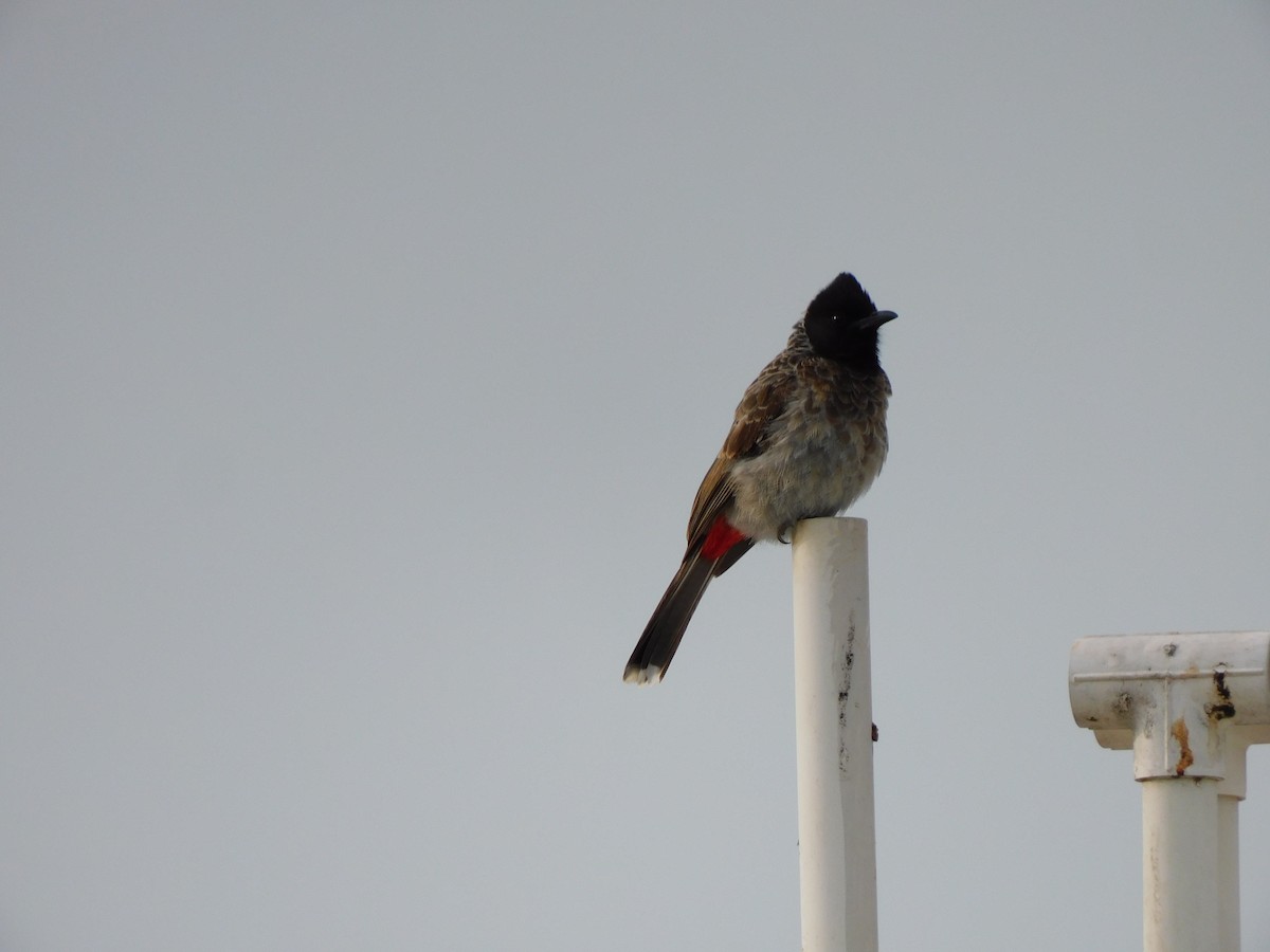 Red-vented Bulbul - ML637868483