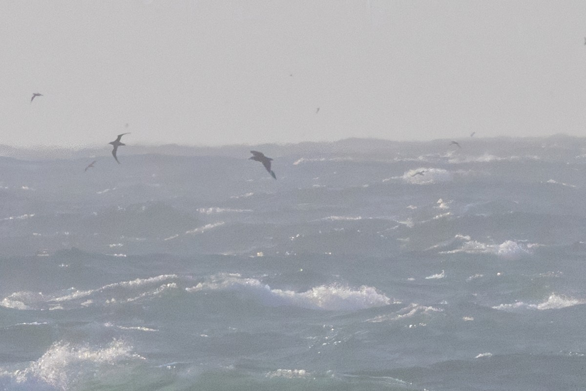 South Polar Skua - ML637868487