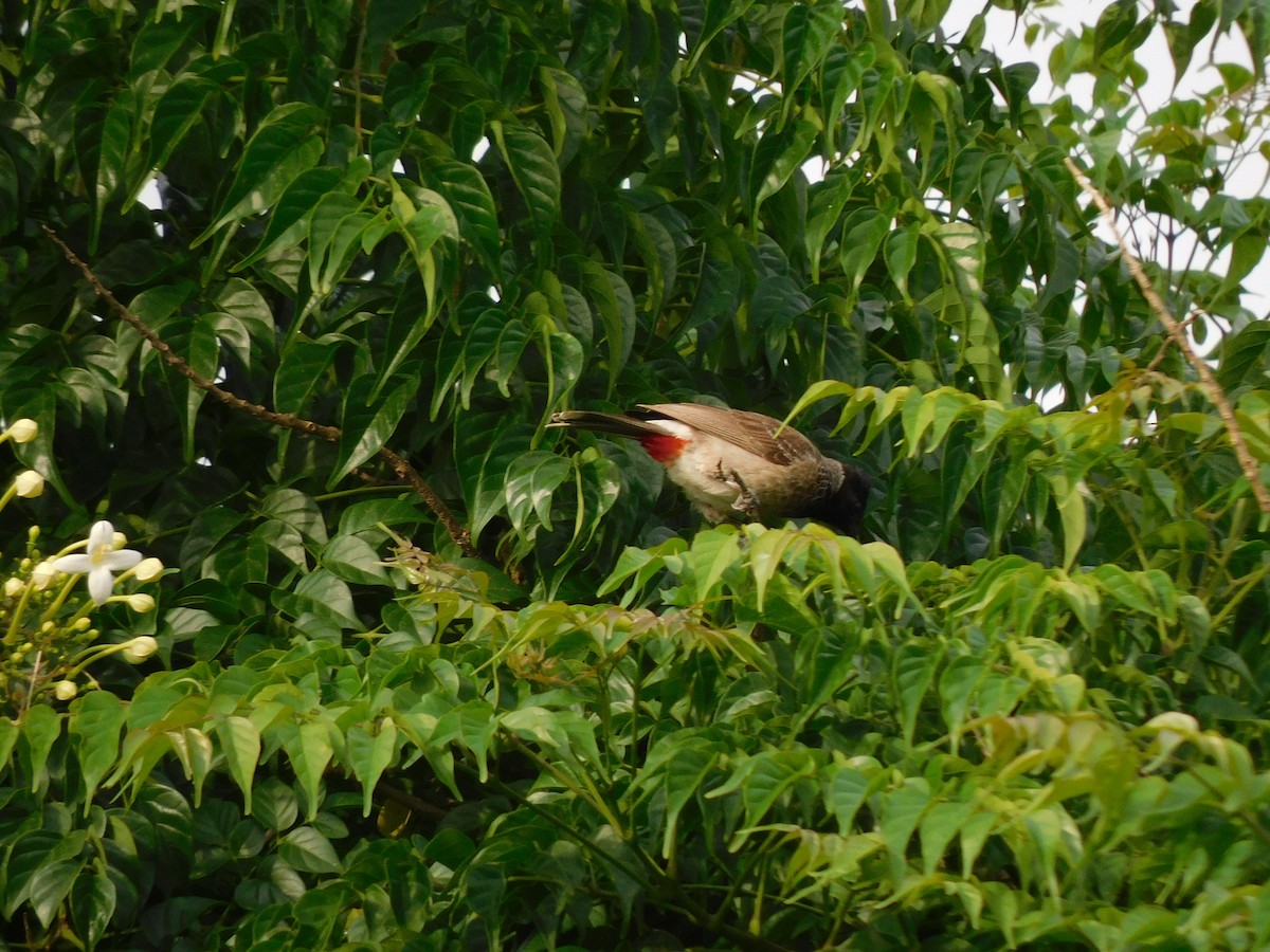Red-vented Bulbul - ML637868489