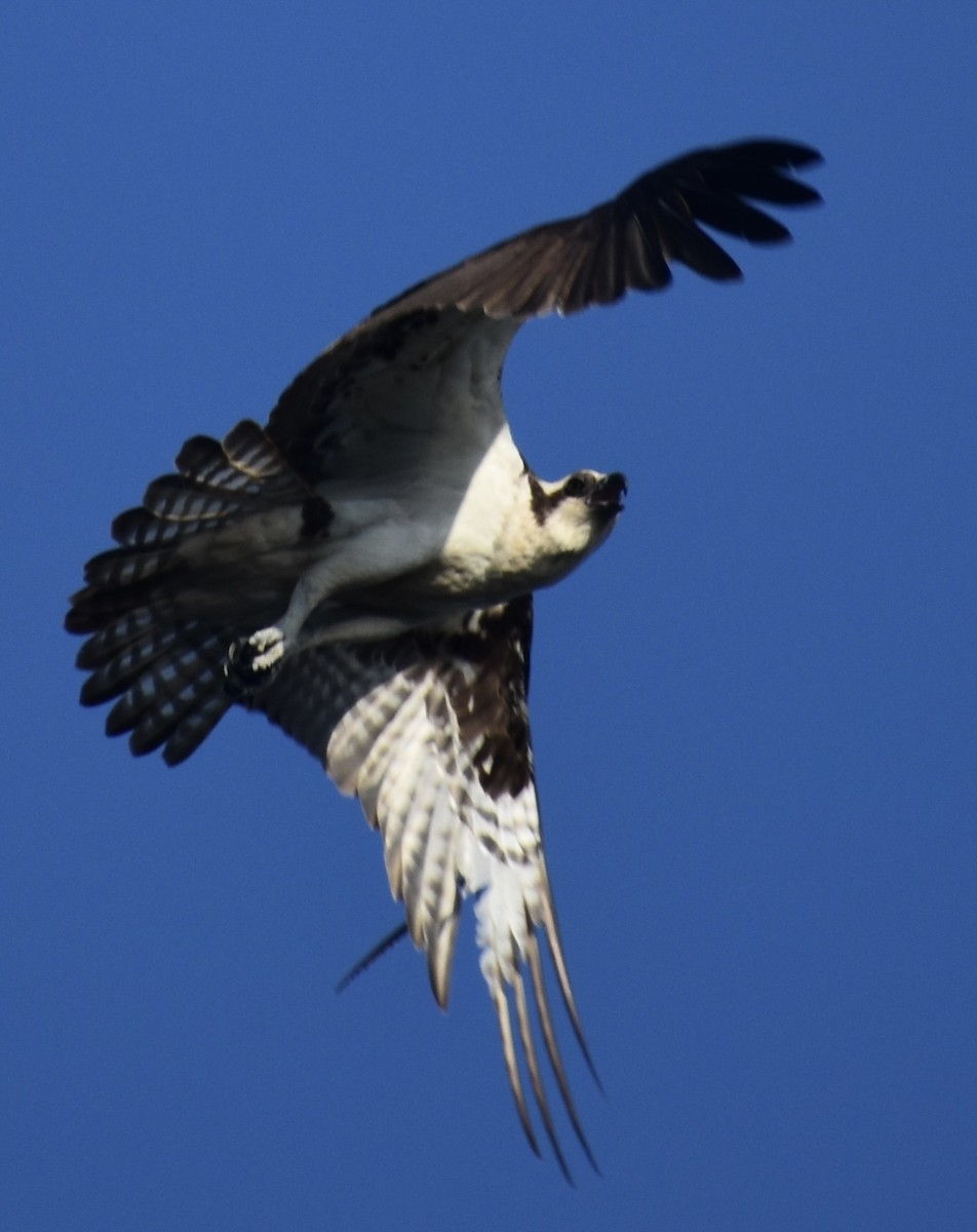 Falco pescatore - ML637868490
