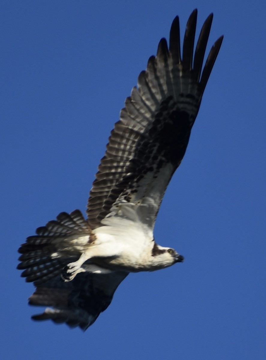 Falco pescatore - ML637868492