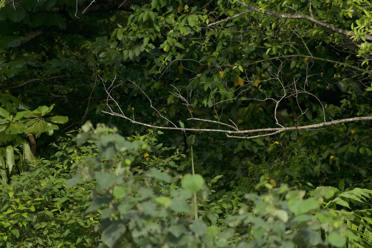 Blue-throated Bee-eater - ML637868495