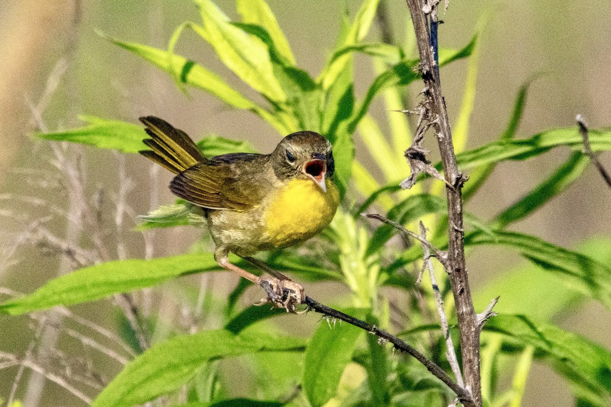 Common Yellowthroat - ML637868497
