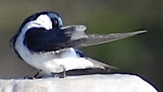Tree Swallow - ML637868498