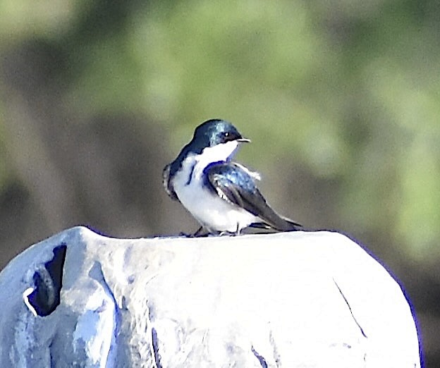 Tree Swallow - ML637868499