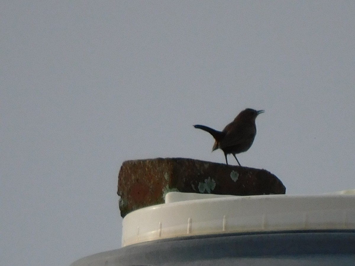Indian Robin - ML637868500