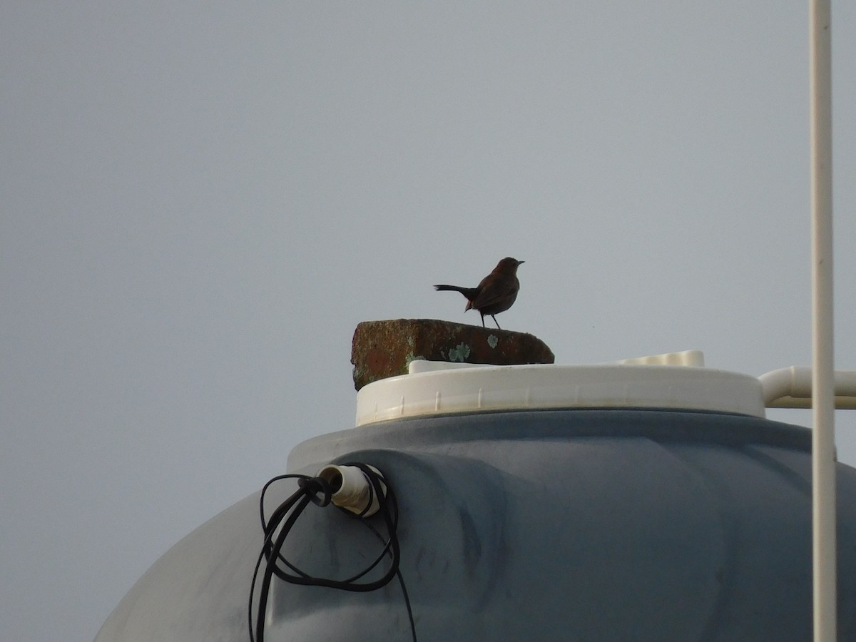 Indian Robin - ML637868502